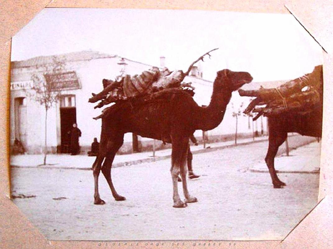ALGERIE LES ANNEES 1900 (22).jpg